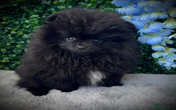 Pomeranian dogs for sale: ** Stunning Black Boy ** - Image 1