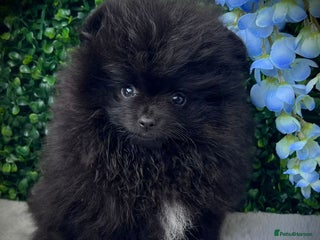 Pomeranian dogs - Advert 9
