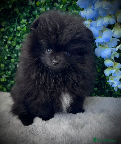 Pomeranian dogs - Advert 3