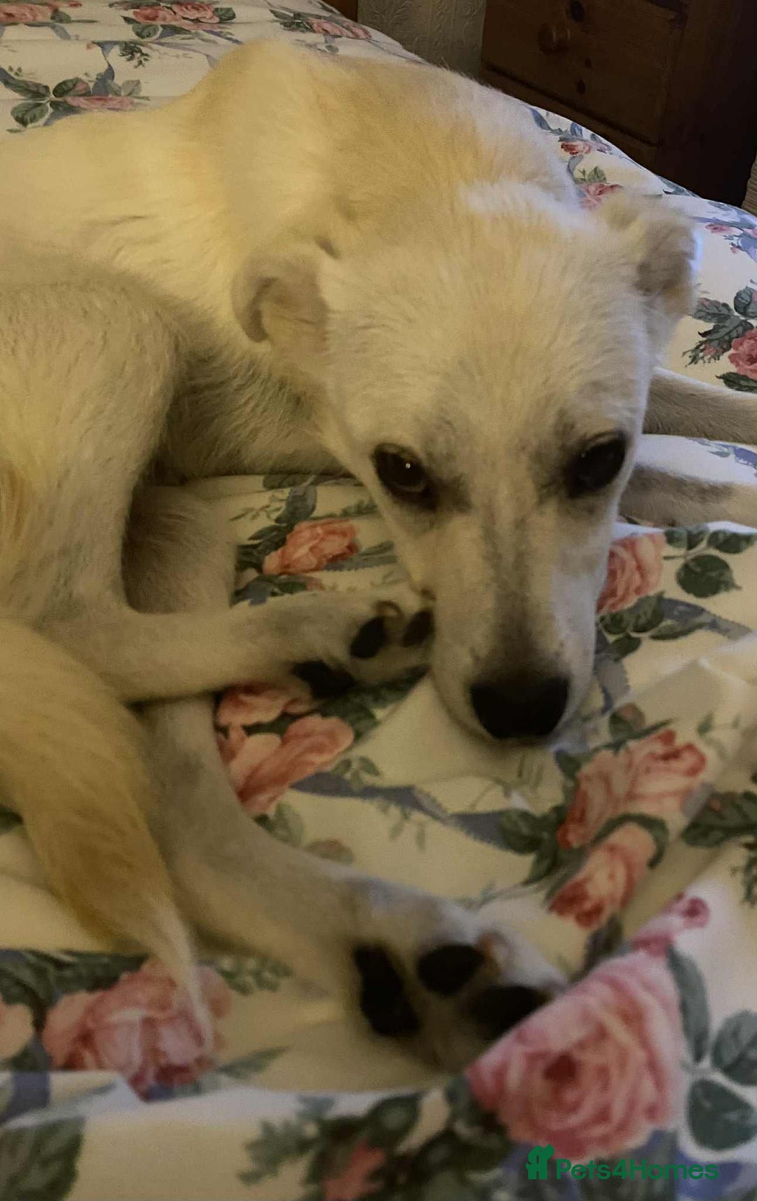 Mixed Breed dogs for adoption: Delmie  - Image 8