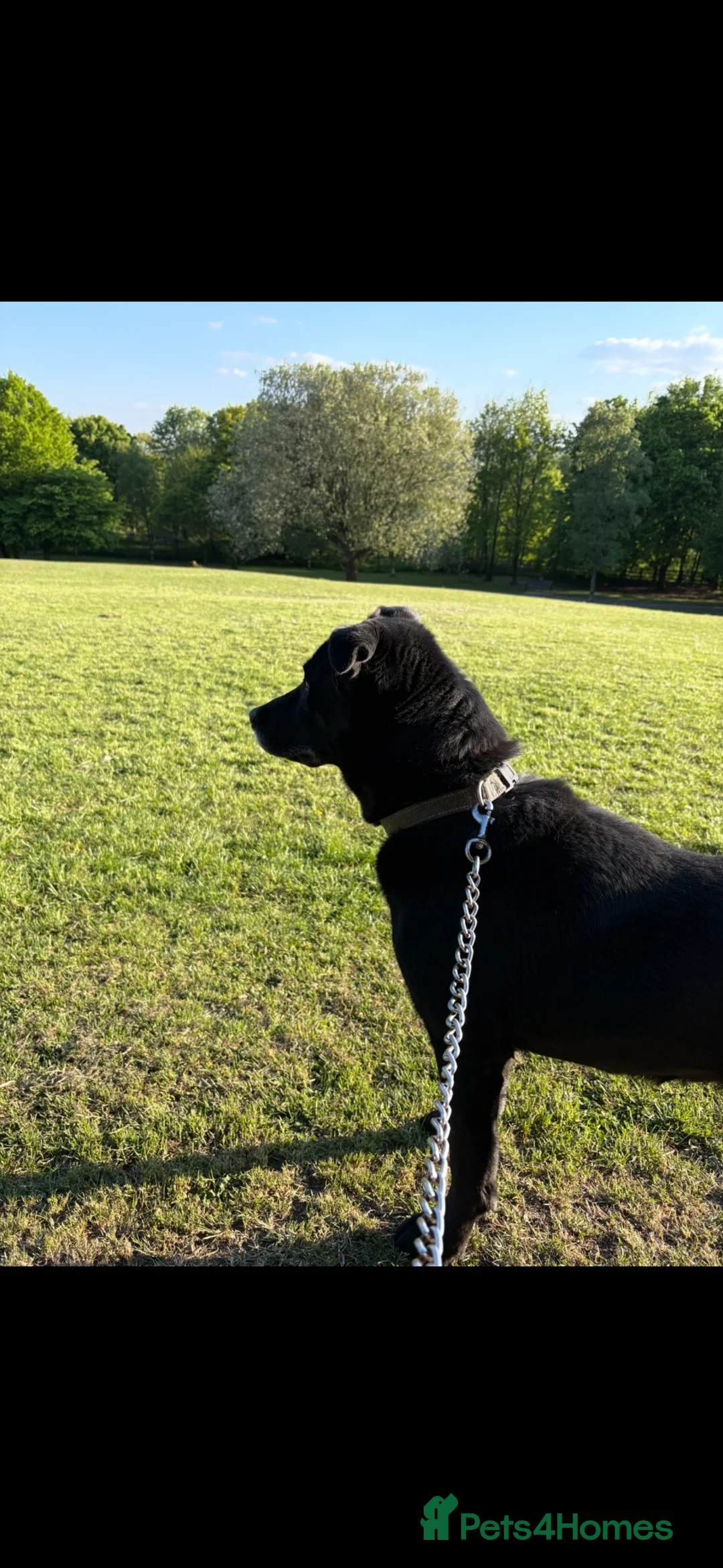 Mixed Breed dogs for sale: Free to a Loving home- 10 Year old Husky/Lab  in Rossendale - Advert 2