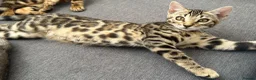 Bengal cats for sale: Bengal kittens for sale - Advert 3