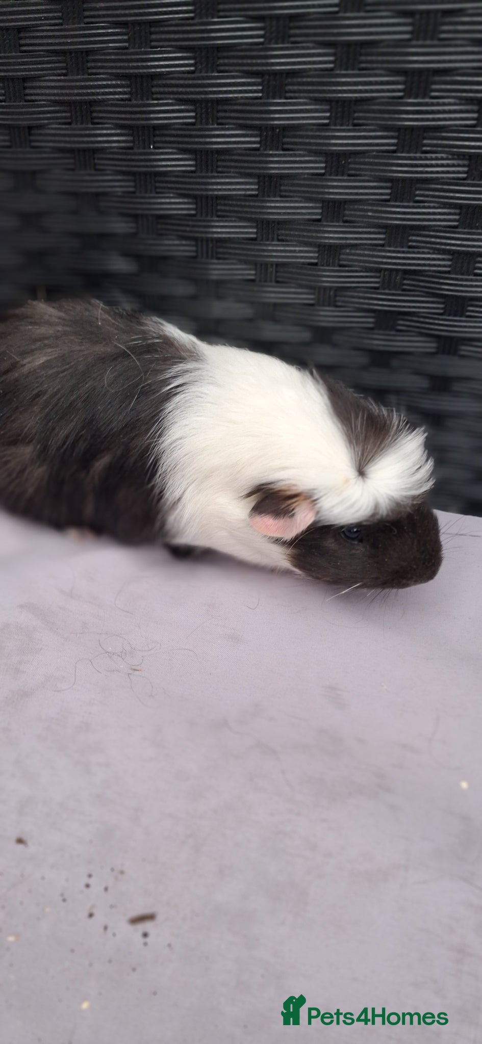 Guinea Pig rodents 5 baby boy guinea pigs  - Advert 20