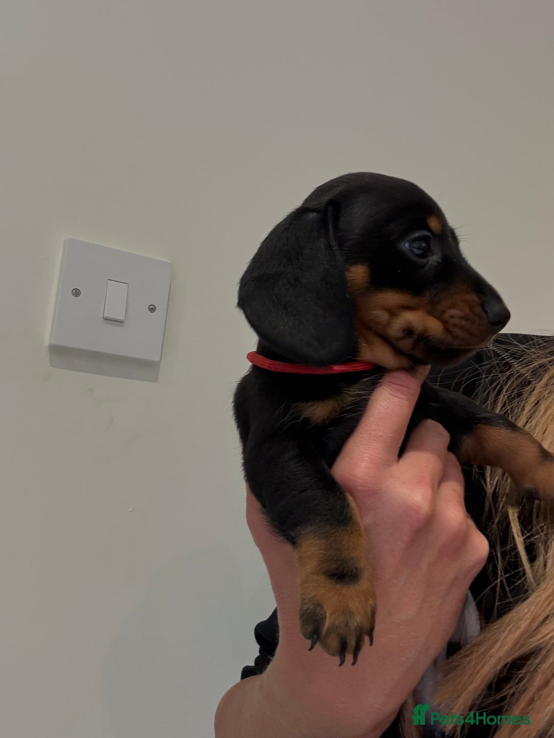 Miniature Dachshund dogs for sale: Gorgeous black and tan miniature dashhound puppies - Image 5