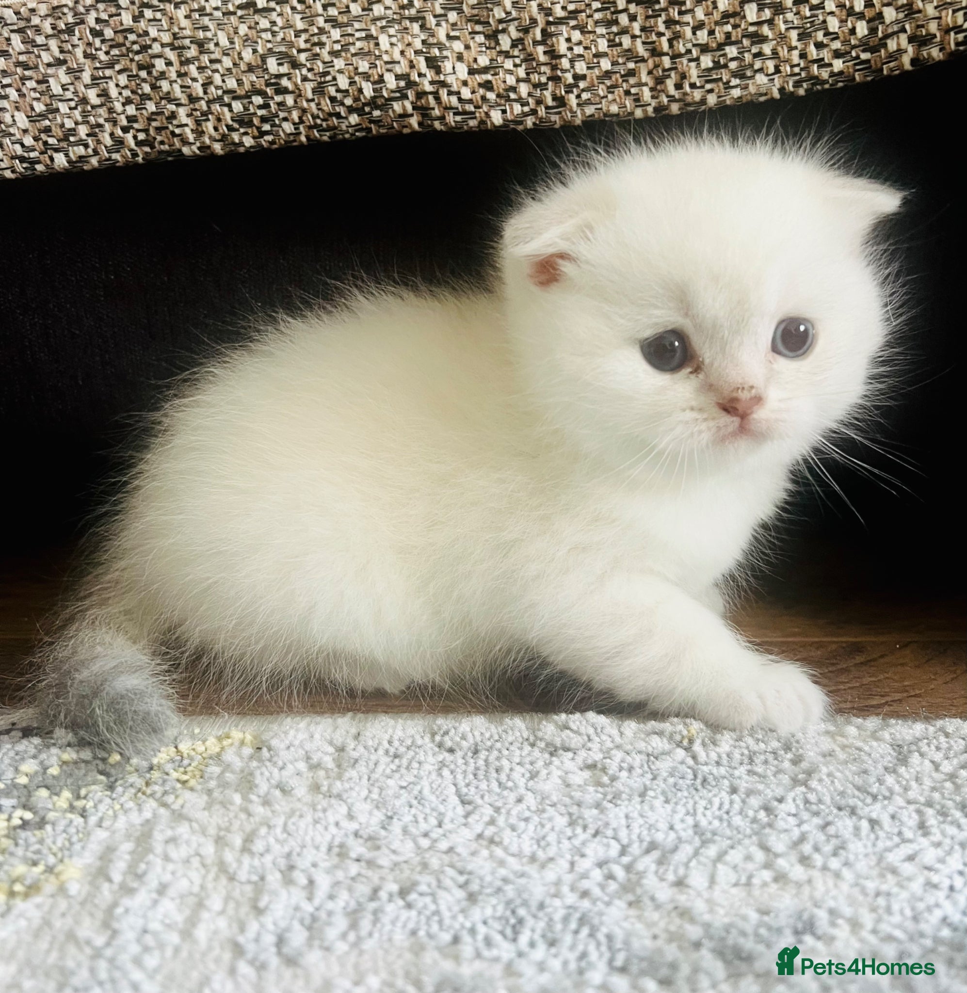 Scottish Fold cats Scottish fold and straight kittens - Advert 9