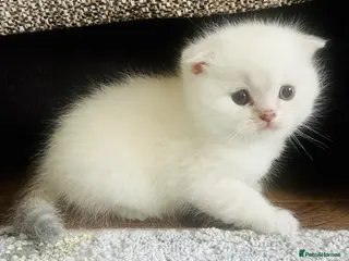 Scottish Fold cats Scottish fold and straight kittens - Advert 9