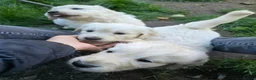 Golden Retriever dogs for sale: Beautiful fluffy Golden Retriever puppies kc reg - Advert 12
