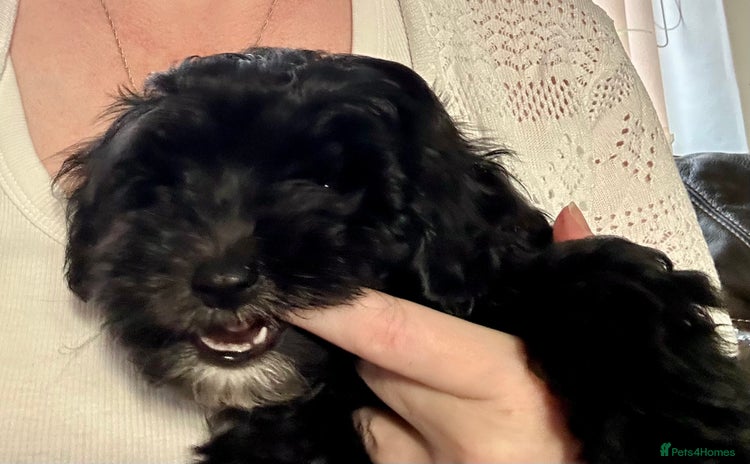 Maltipoo dogs - Advert 10