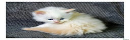 Ragdoll cats for sale: Ragdoll  - Advert 3
