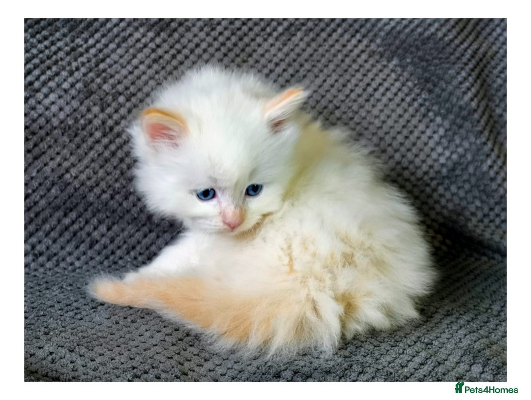 Ragdoll cats for sale: Ragdoll  - Advert 3