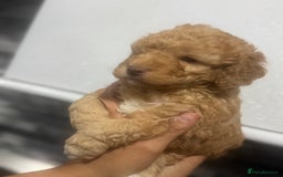 Cavapoo dogs for sale: x4 cockapoos puppies - Advert 4
