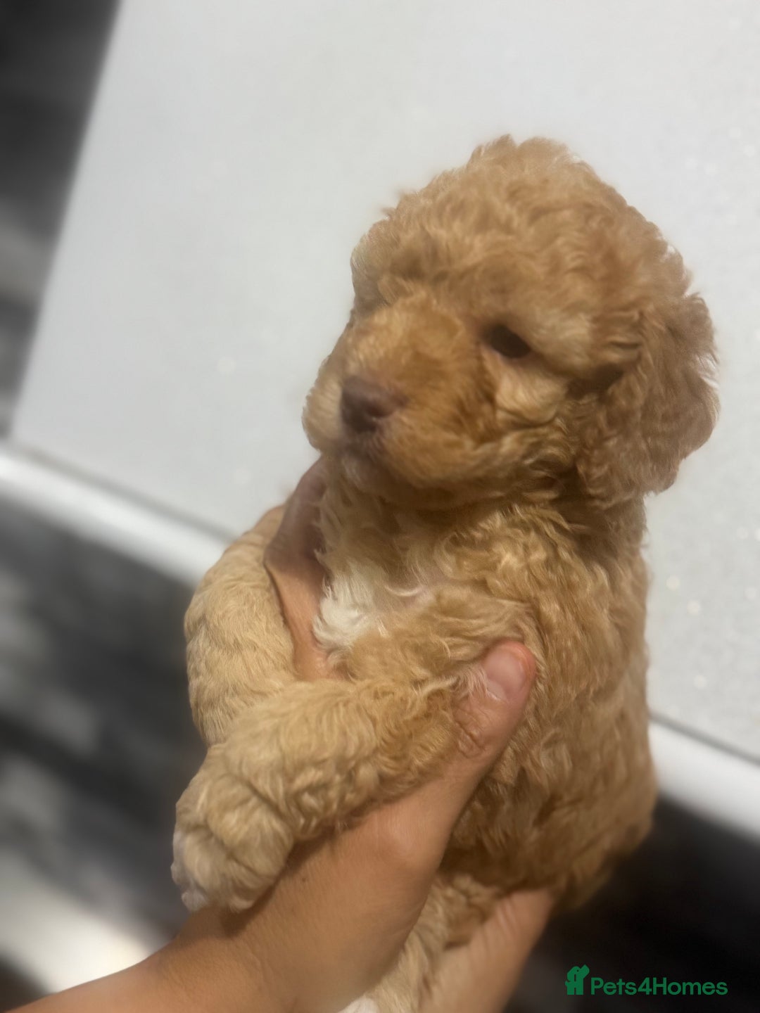 Cavapoo dogs for sale: x4 cockapoos puppies - Advert 4