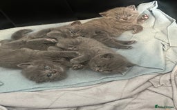 British Shorthair cats for sale: Post to gain interest - Image 9