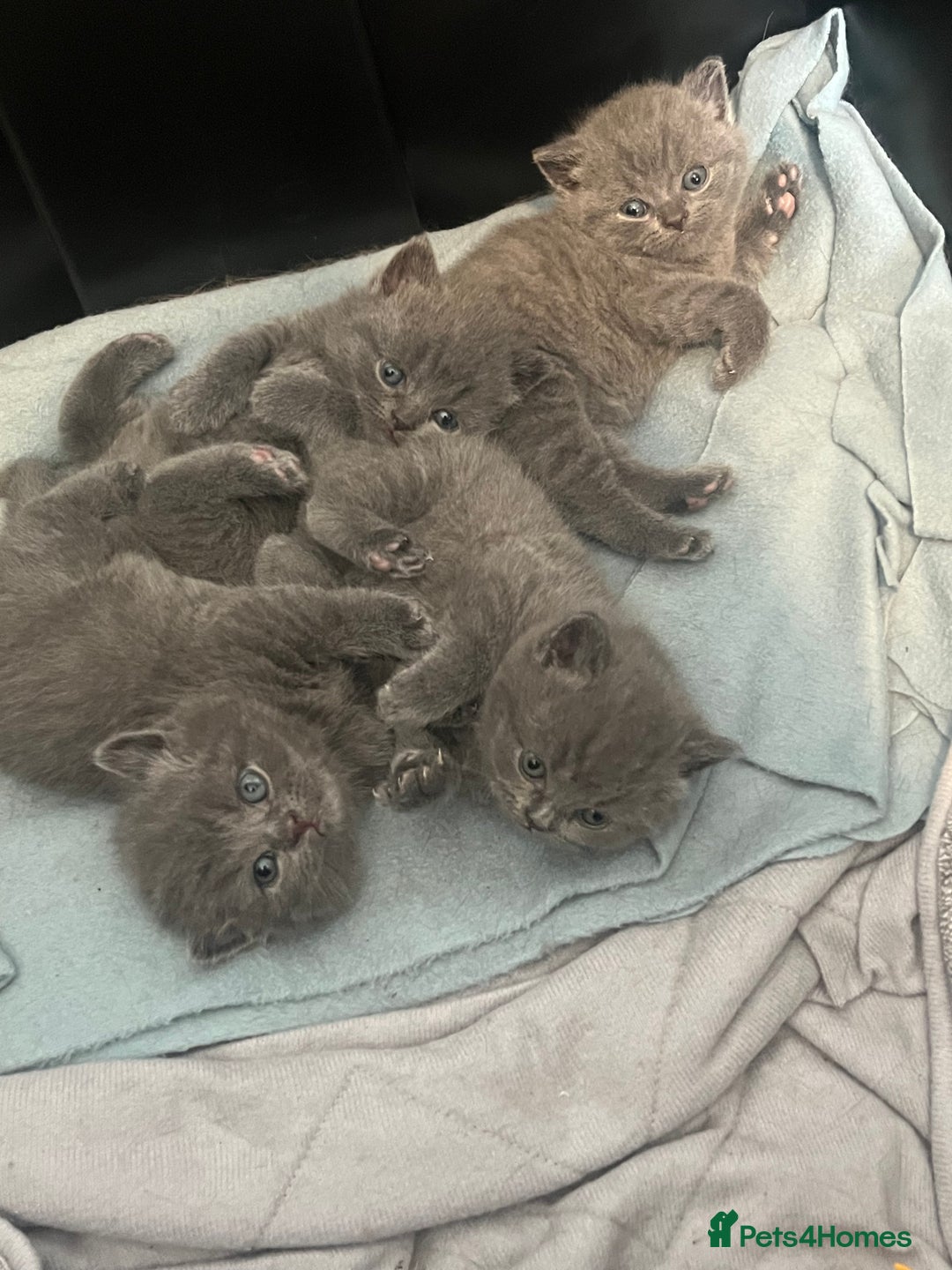 British Shorthair cats for sale: Post to gain interest - Image 9