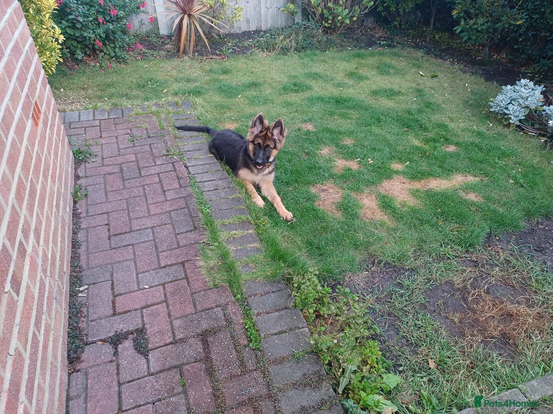 German Shepherd dogs for sale: German shepherd  - Image 4