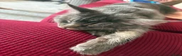 Maine Coon cats for sale: Russian Xl Maine coon Smokey  - Advert 14