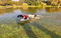 English Springer Spaniel dogs for sale: Chase, springer spaniel - Image 11