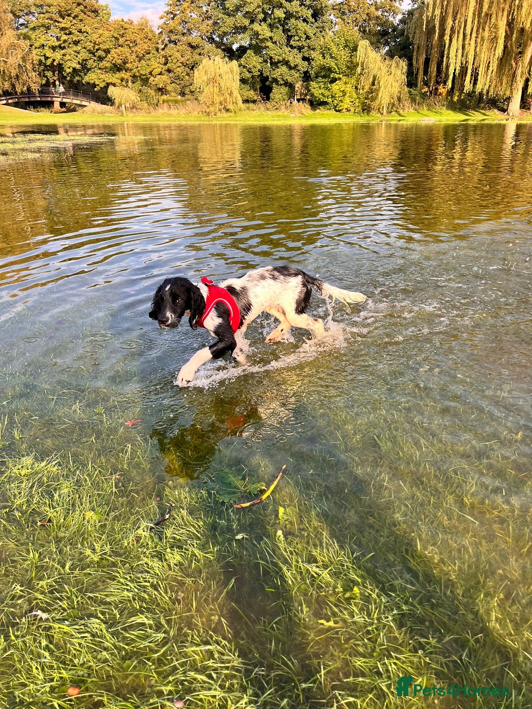 English Springer Spaniel dogs for sale: Chase, springer spaniel - Image 11