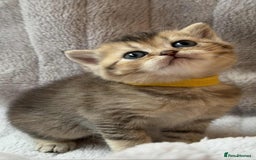 British Shorthair cats for sale: Lovely British Shorthair Golden TiCA - Image 13