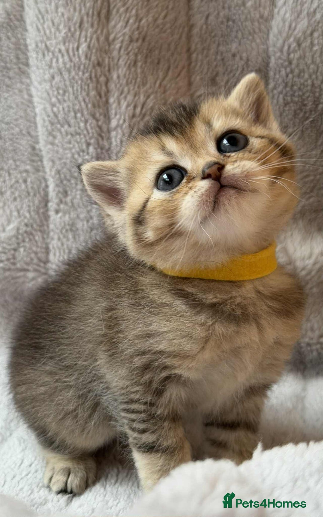 British Shorthair cats for sale: Lovely British Shorthair Golden TiCA - Image 13