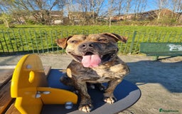 Presa Canario dogs for stud: Gwauro - Pressa X Dutch Herder - Image 1