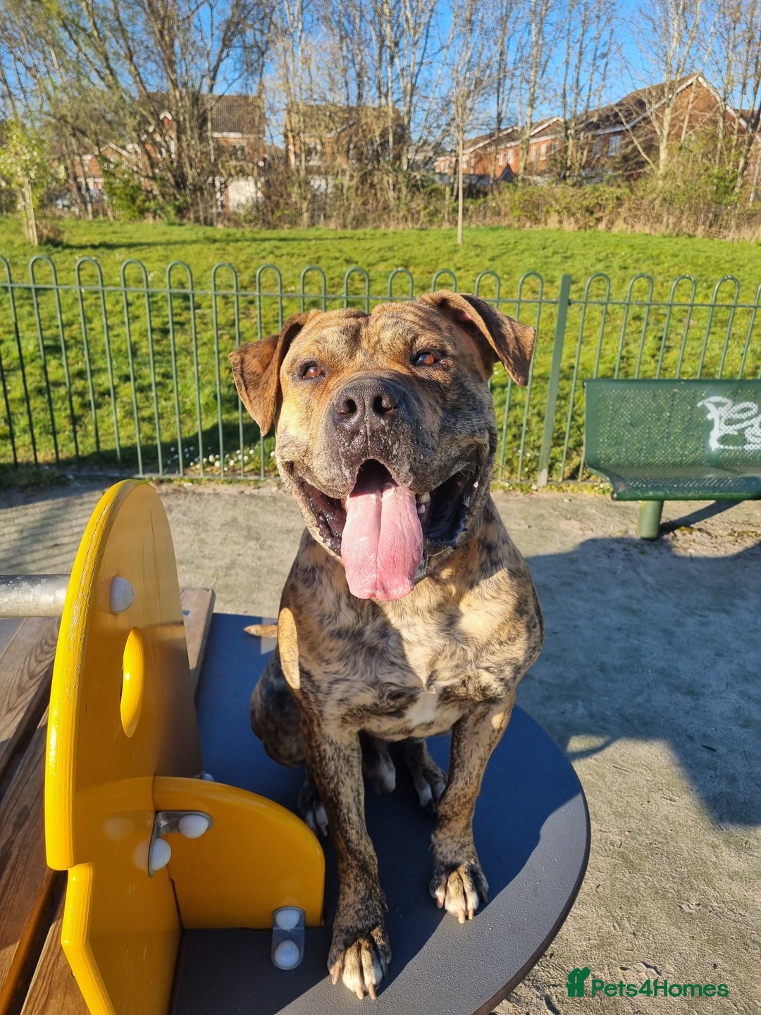 Presa Canario dogs for stud: Gwauro - Pressa X Dutch Herder - Image 1