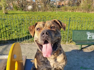 Presa Canario dogs - Advert 8