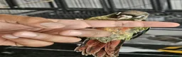 Conures birds for sale: Green cheek conure - Advert 2