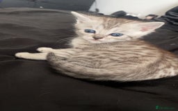 Scottish Fold cats for sale: Stunning Scottish fold kittens  - Image 10