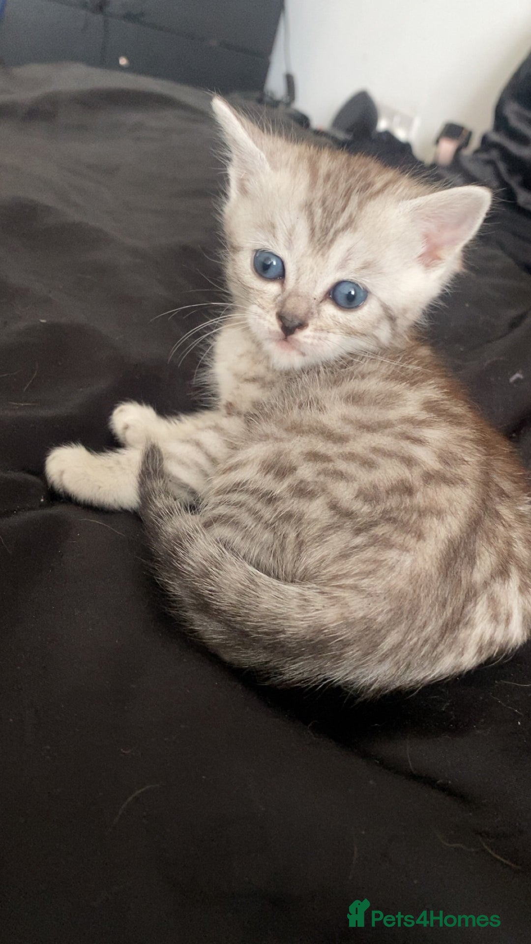 Scottish Fold cats for sale: Stunning Scottish fold kittens  - Image 10