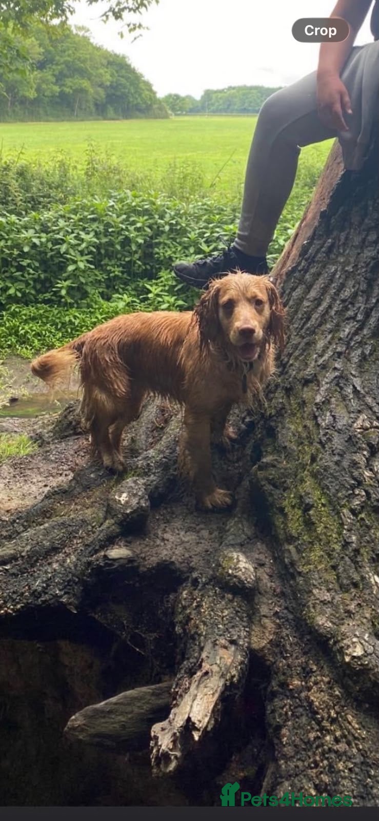 Cocker Spaniel dogs for sale: Working KC ftch pedigree full bred - Advert 11