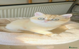 British Shorthair cats for sale: TICA & GCCF  Registered ACTIVE  Female Active  - Image 4