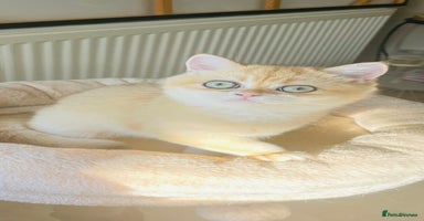 British Shorthair cats - Advert 5