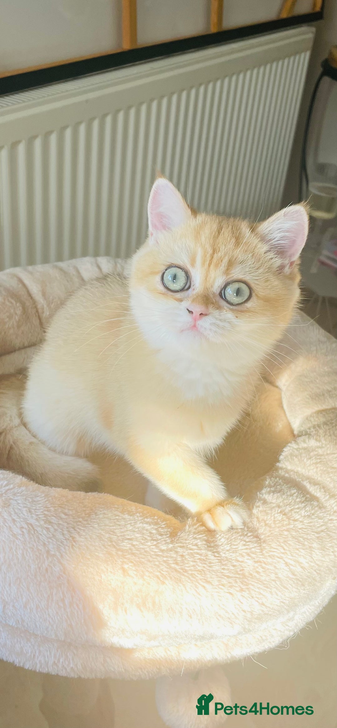 British Shorthair cats for sale: TICA & GCCF  Registered ACTIVE  Female Active  - Image 4