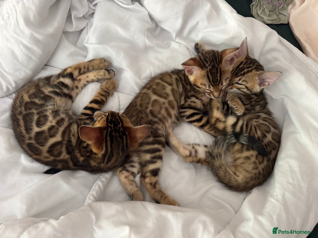 Bengal cats for sale: Bengal kittens  - Image 10