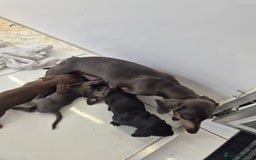 Miniature Dachshund dogs for sale: Miniature dachshund  - Image 4