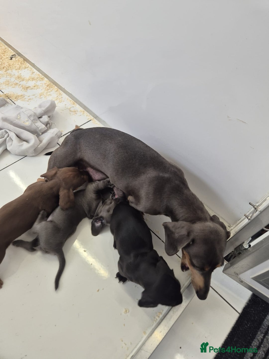 Miniature Dachshund dogs for sale: Miniature dachshund  - Image 4