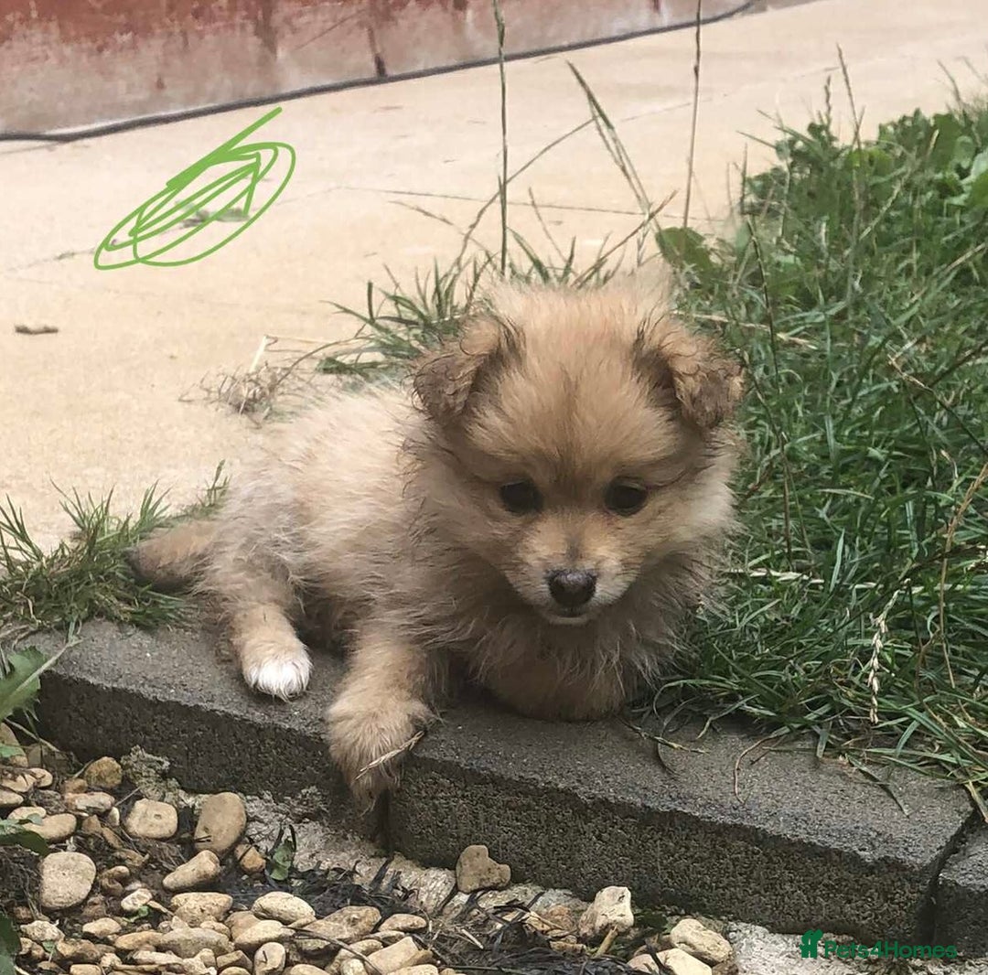 Pomeranian dogs for sale: Pomeranian girls  - Image 6