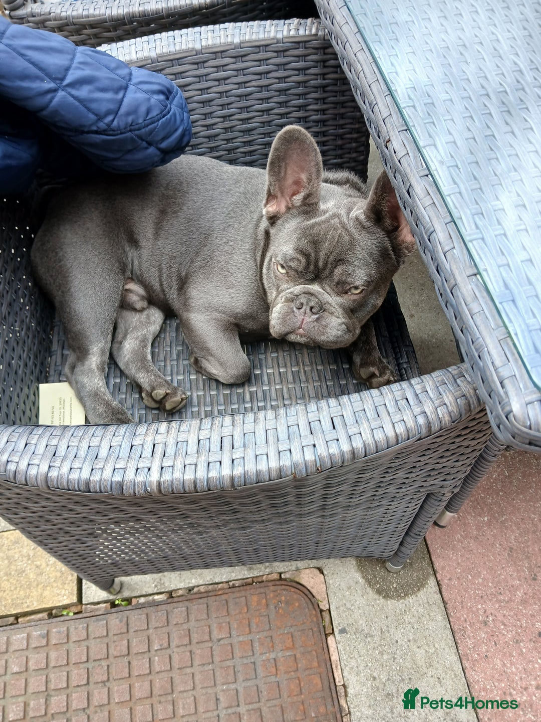 French Bulldog dogs for stud: French bulldog for stud - Advert 7