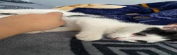 Mixed Breed cats for sale: 4 beautiful kittens! - Advert 6