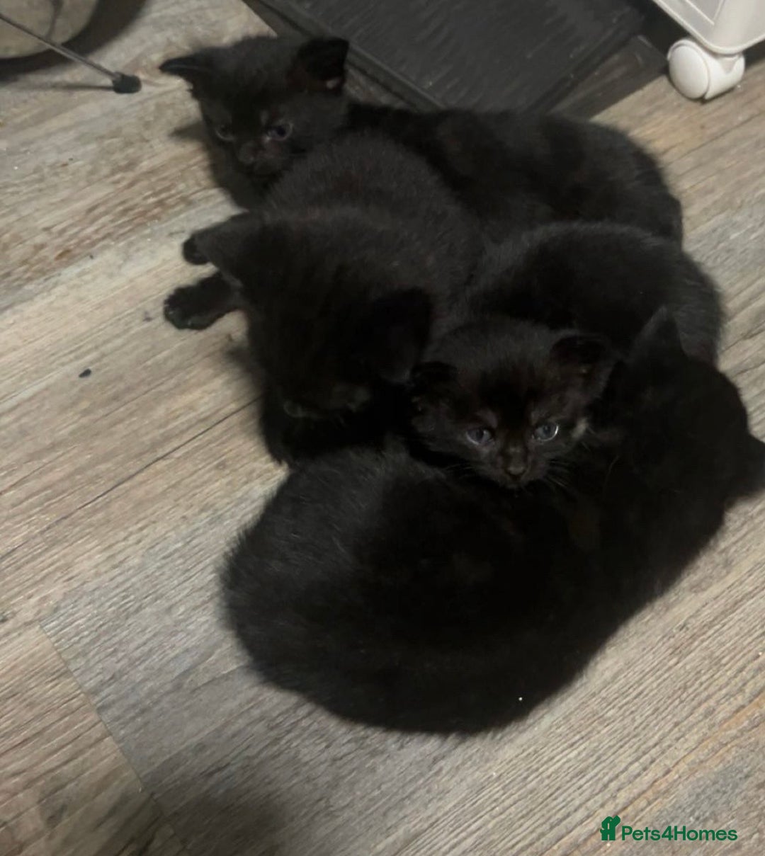 Mixed Breed cats for sale: Black kittens - Advert 2