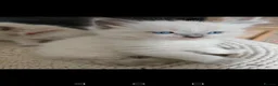 Ragdoll cats for sale: Kittens ready to new home  - Advert 28