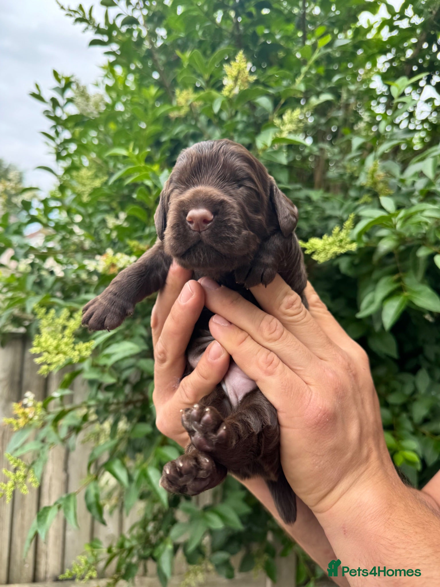 Cocker Spaniel dogs Working cocker spaniel puppy - Advert 2