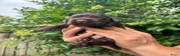 Cocker Spaniel dogs for sale: Working cocker spaniel puppy - Advert 5