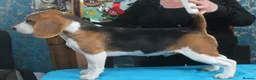 Beagle dogs for sale: 3 year old beagle boy - Advert 4