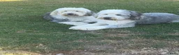 Old English Sheepdog dogs for stud: Old English sheepdog stud dog  - Advert 4