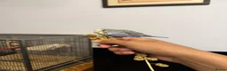 Budgerigars birds for sale: Hand Tame Baby Budgies - Advert 5
