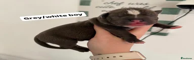 American Bully Puppy 4
