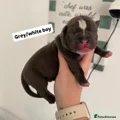 American Bully Puppy 4