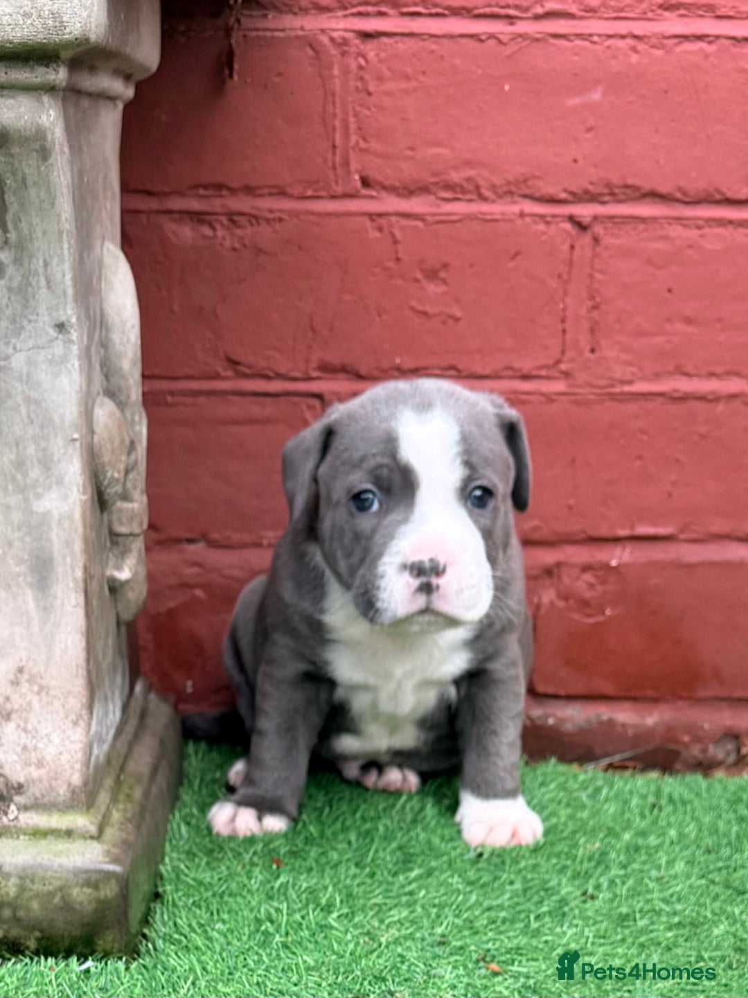 Staffordshire Bull Terrier dogs for sale: Staffie puppies  - Advert 3